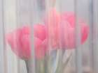 Usa-Washington State-Mt. Vernon. Pink tulips through window-Skagit Valley Tulip Festival. Art Print